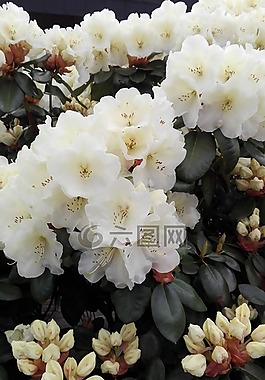 花園,春,白花
