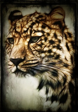 獵豹,狩獵豹,野生貓