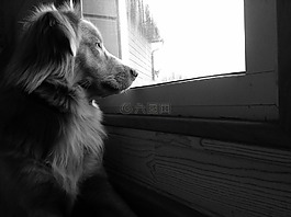 獵犬,新蘇格蘭,狗