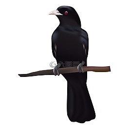 鳥,koyal,坐在鳥