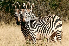 斑馬,野生動物,納米比亞