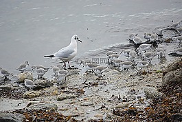 鳥,海鳥,海鷗