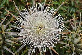 cardoon,花,植物