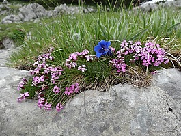 soapwort,龍膽,香石竹