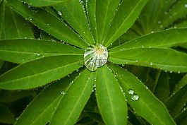 雨,滴,葉子