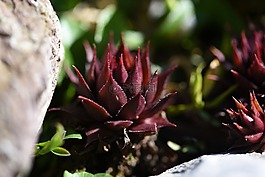 houseleek,厂,红色