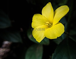 黃色,花,自然