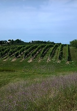 葡萄園,夏天,農(nóng)業(yè)