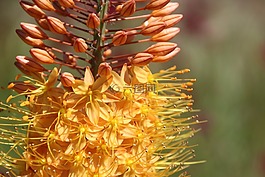 鲜花,黄色,黄色花