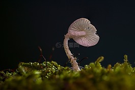 蘑菇,迷你蘑菇,小蘑菇