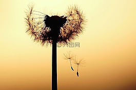 蒲公英,abendstimmung,種子