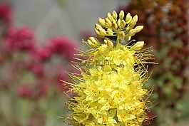 鮮花,黃色,黃色花