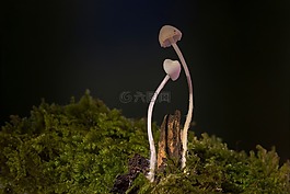 蘑菇,迷你蘑菇,小蘑菇