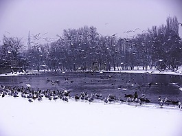 景觀,景區(qū),森林