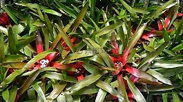 自然,植物,环境