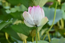 花的,花,蓮花