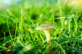 棕色,一天,真菌