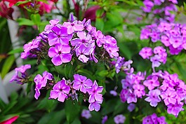紫色的花朵,紫色,盛開