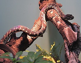 boelens python,蛇,野生動物