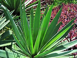 植物,基地,葉子