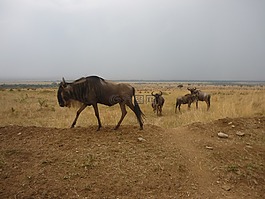 gnu,一群,薩凡納