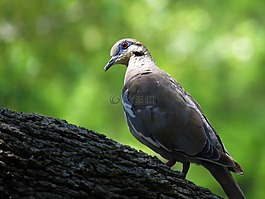 鳥,鴿子,野生動物