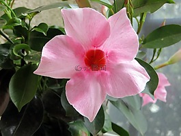 紅,花,粉色