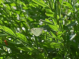 甘藍白色的蝴蝶,蝴蝶,昆蟲