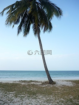 棕榈,海滩,海