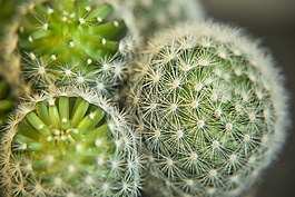 仙人掌,植物,特寫