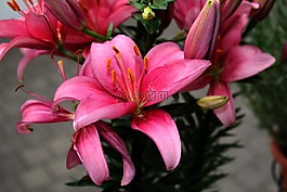 花,百合花,顏色