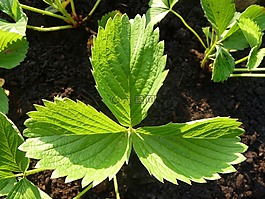年輕,草莓,植物