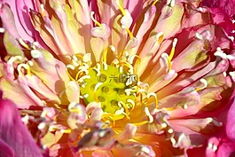 花瓣,花,植物區(qū)系