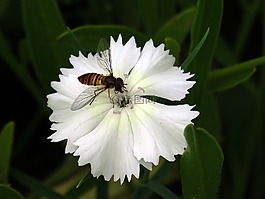 paeraengyi,鲜花,植物