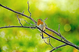 動物,鳥,枝杈