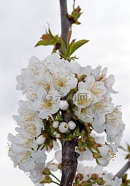 櫻桃,花,春天