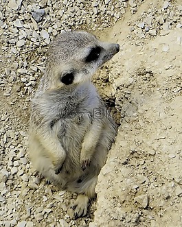 suricate,草原鼠,模仿