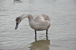 天鵝,鳥(niǎo),海