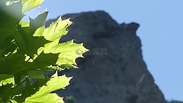 夏季,性質(zhì),葉子