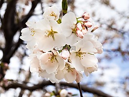 鮮花,自然,花