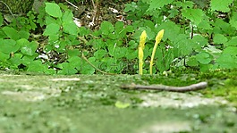 夏季,性質(zhì),葉子
