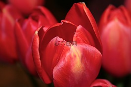 花,郁金香,性質(zhì)