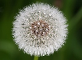 蒲公英,花,廠