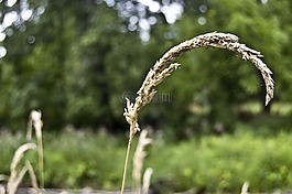 自然,雜草,env