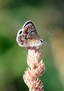 蝴蝶,特寫(xiě),昆蟲(chóng)