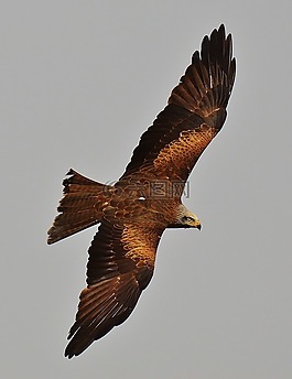 米蘭,wildpark 地點(diǎn),鷙鳥