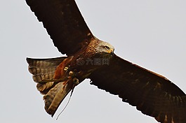 米蘭,wildpark 地點,鷙鳥