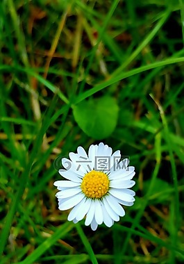 雛菊,白,自然