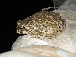 青蛙,動物,夜