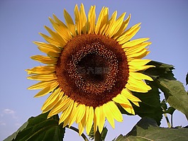 太陽花,盛開,花瓣